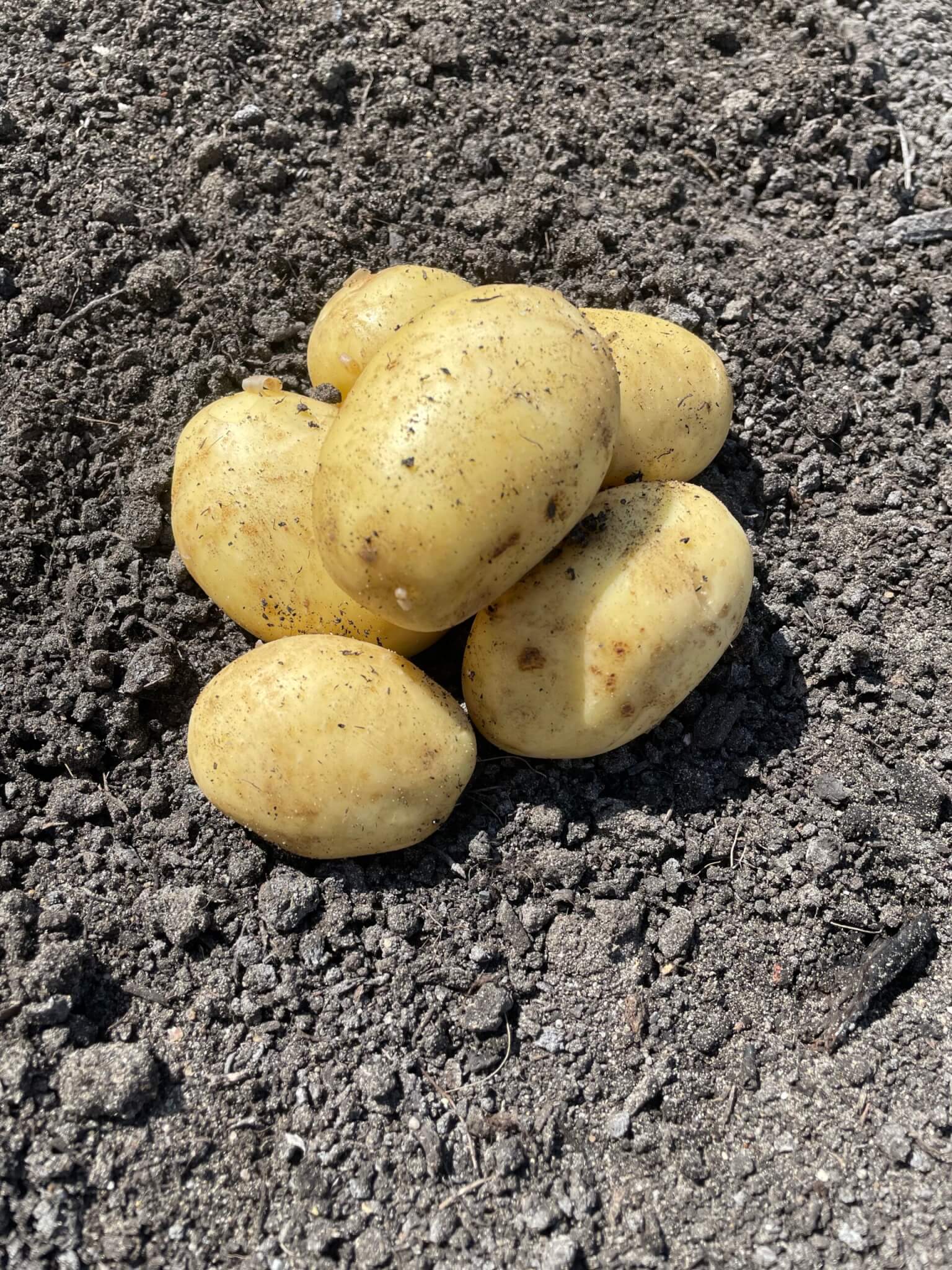 Aardappels (bio) Tercol 2025