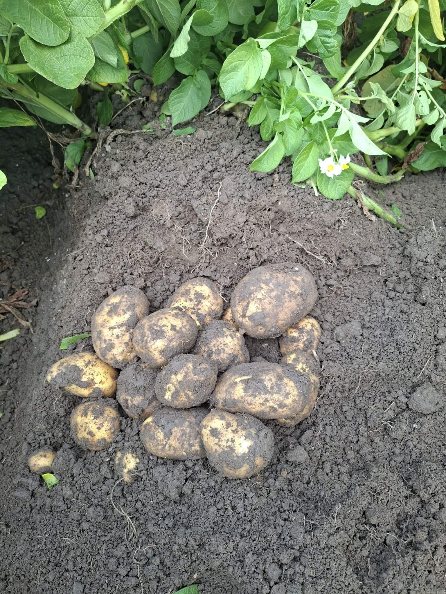 Agria Aardappel 2025 Simmes