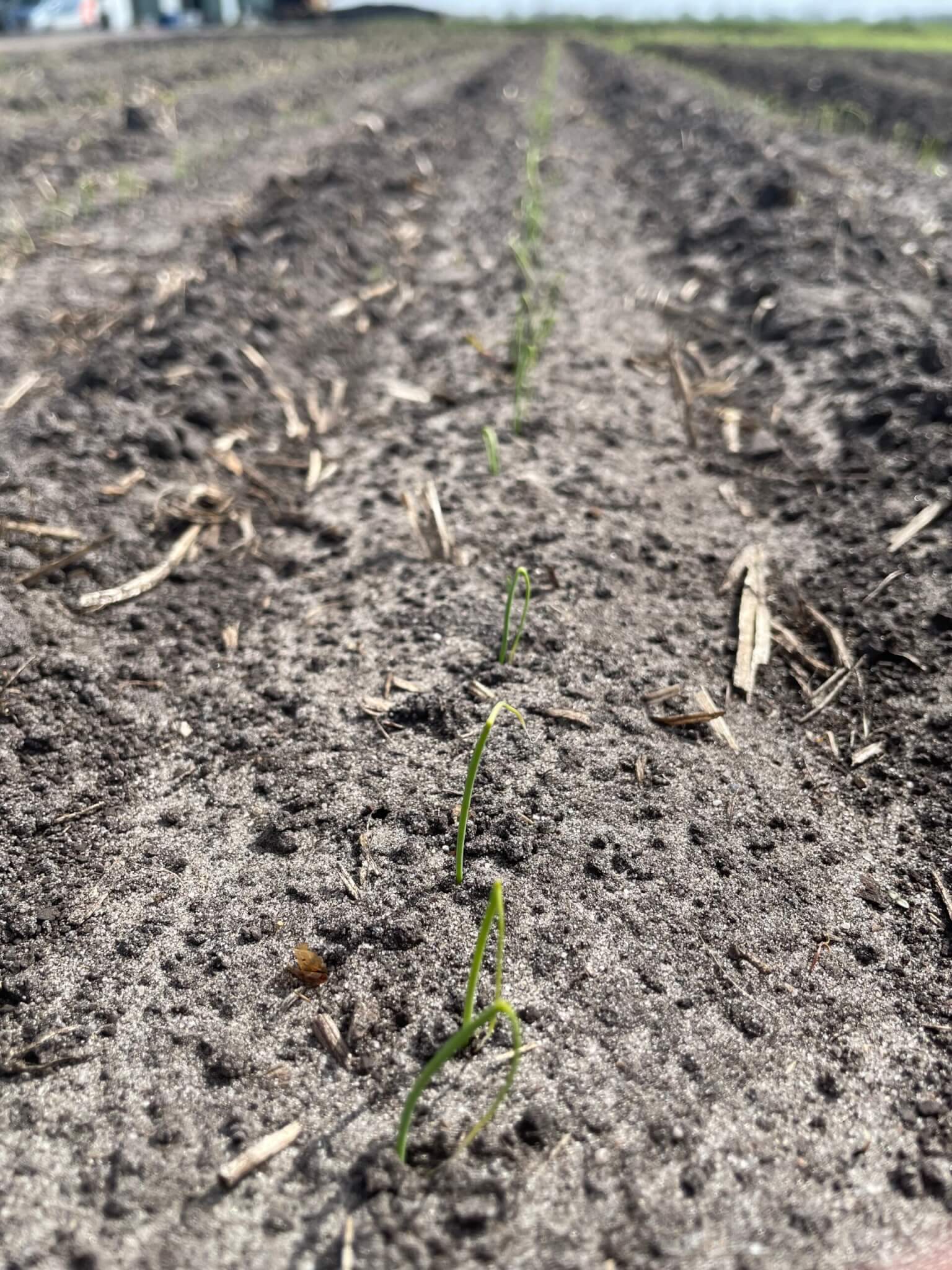 Opkomst uien Nemater Dedemsvaart 2025